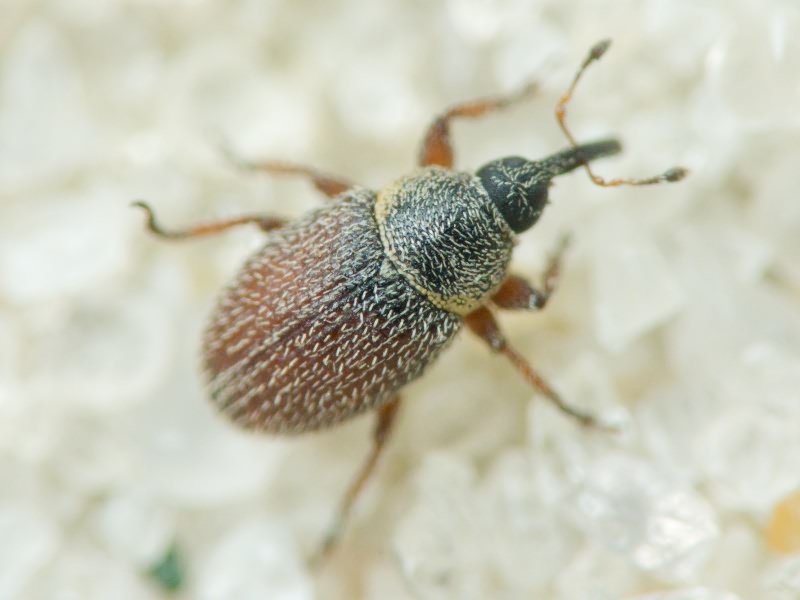 Mecinus plantaginis (Eppelsheimer, 1875)